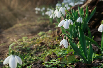 Beautiful white blooming snowdrops growing outdoors, space for text