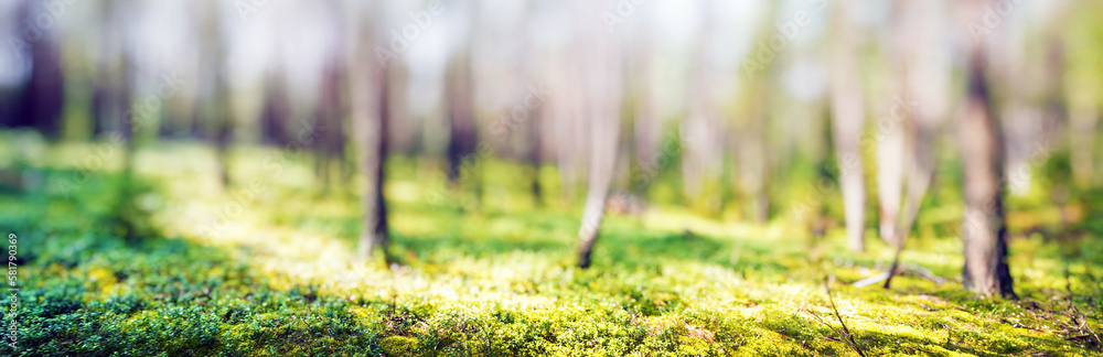 Poster Forest blur panorama