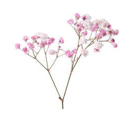 Beautiful color gypsophila twig isolated on white