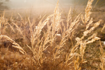 nature background red dry grass in the rays of the sun