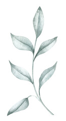 Watercolor Branch with Leaves on isolated background. Hand drawn illustration of Plant. Botanical drawing for greeting cards or wedding invitations in pastel green and light blue colors.