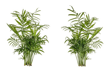 a set of dill / green leaves of fern plant isolated on a transparent background - png - image...