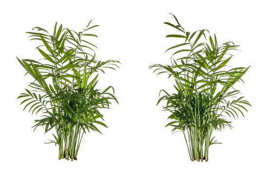 a set of dill / green leaves of fern plant isolated on a transparent background - png - image compositing footage - alpha channel - jungle, forest, wood 
