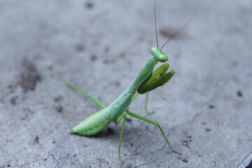 Defocused image of a locust