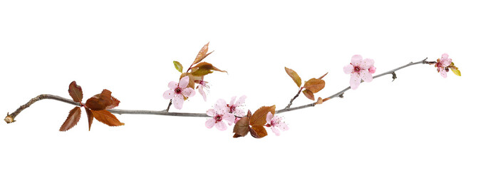 Clean cut clipping path beautiful spring flowers blooming pink cherry blossom or Japanese sakura with leave on twig isolated on white.