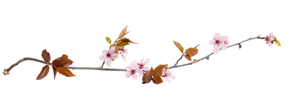 Clean cut clipping path beautiful spring flowers blooming pink cherry blossom or Japanese sakura with leave on twig isolated on white.