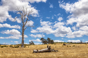 Dead skeleton eucalyptus trees in Tasmania, Australia. Summer sky background. Summer landscape in the Tasmanian Highlands.