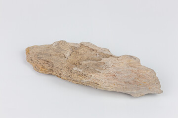petrified wood isolated on white background with clipping path for object and design.
