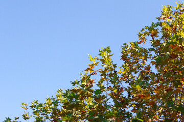 Autumn yellow and green maple leaves on a blue sky background