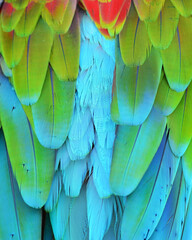 Scarlet Macaw feathers