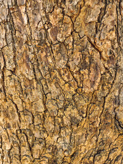 Stock photo of brown color embossed texture of tree trunk or bark. morning sunlight falling on the tree bark, Picture captured at Gulbarga, Karnataka, India. focus on object. part of tree.