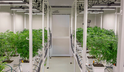 highly controlled marijuana plantation in a science lab, Cannabis or hemp laps for agriculture growing making THC and CBD Chemical for alternative healing medical
