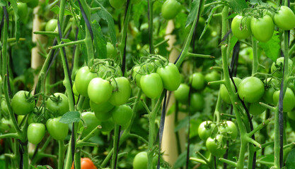 Green tomatoes growing on a vine in a vegetable garden. Green tomatoes in the greenhouse. Tomato vine plants growing. - Powered by Adobe