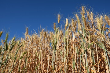 golden wheat field