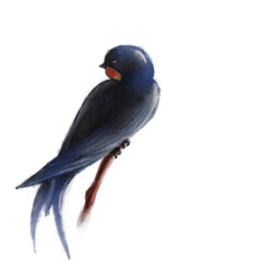 Swallow