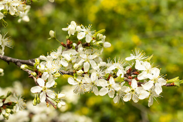 blooming tree. Spring background. Nature background. Waking of nature in early spring