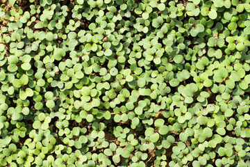 green leaves spring background. top view of young sprouts, organic farming. first early seedlings
