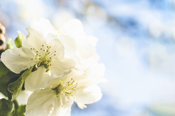 blossom in spring, close-up of flowering tree branches in spring against blue sky. Natural background. Waking of nature