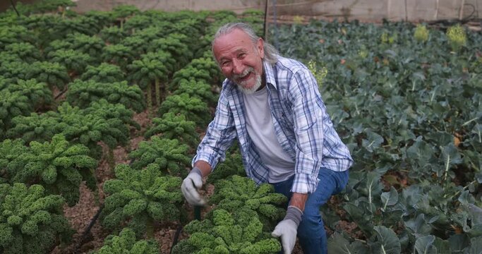 Latin senior man collecting organic vegetables outdoor at farm plantation - Local food product and sustainable work concept