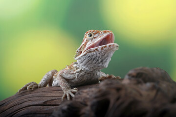 Bearded dragon on the branch wood