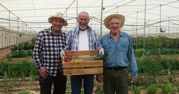 Senior men smiling on camera inside farm greenhouse - Local food product and sustainable work concept