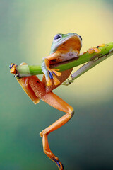 Rhacophorus reinwartdii, flying tree frog on the branch leaf