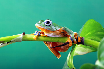 Rhacophorus reinwartdii, flying tree frog on the branch leaf