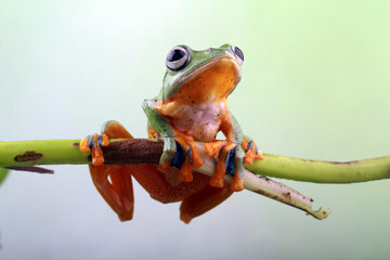 Rhacophorus reinwartdii, flying tree frog on the branch leaf