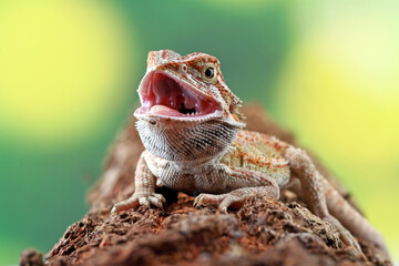 Bearded dragon on the branch wood