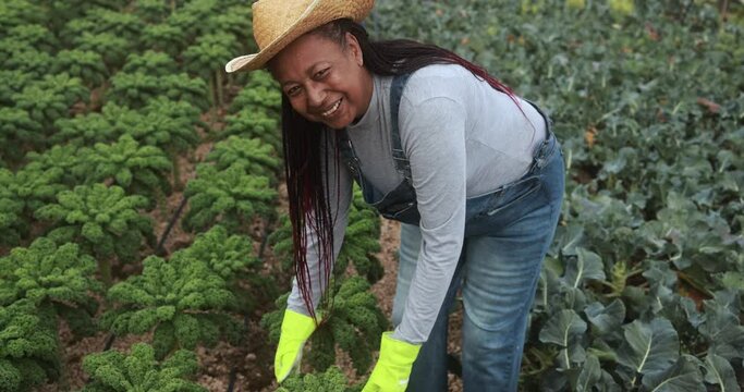 African woman collecting organic vegetables outdoor at farm plantation - Local food product and sustainable work concept