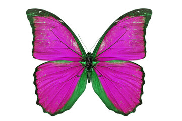 pink butterfly