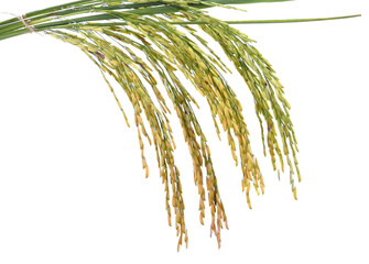 Paddy rice isolated transparent png