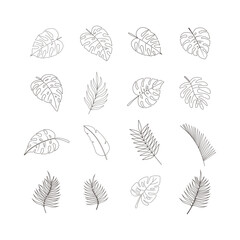 hand draw tropical leaf