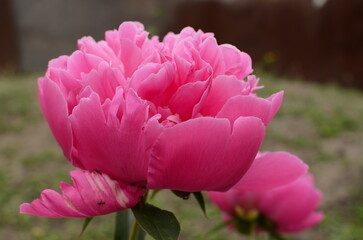 big pink flower close up.