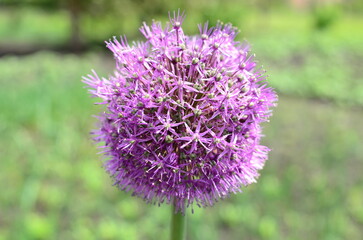 flowering of onions in the garden.