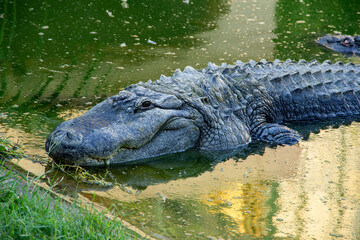 Big crocodile in green water, wildlife concept 