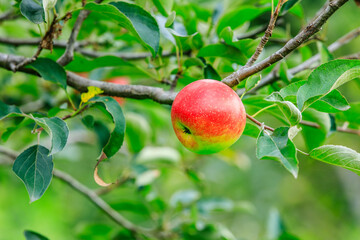 A fresh apple grow on the tree in the orchard