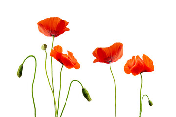 Close up of red poppies isolated on transparent background - Powered by Adobe