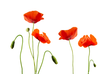 Foto op Plexiglas Close up of red poppies isolated on transparent background © Delphotostock