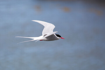 Arctic Tern in Iceland during fly, amazing fast bird,close up detail view, wildlife shooting in Iceland, travel photo tip, traveling over the world, Akranes 