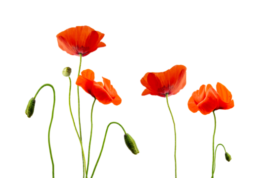 Close up of red poppies, poppy flowers with buds isolated on transparent background, png file
