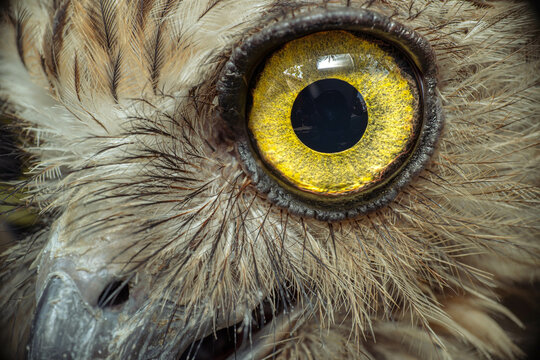 close-up eyes of an owl bird