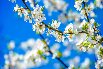 Cherry blossom branch in the garden in spring
