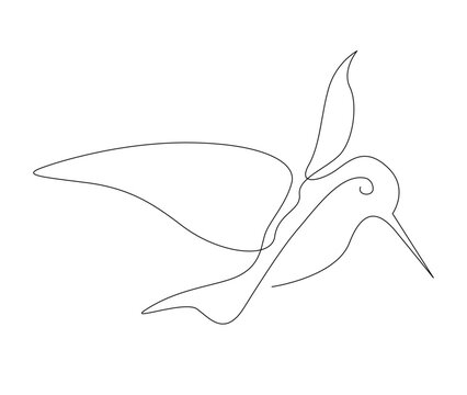 Continuous one line drawing of collibri. Simple humming bird outline vector illustration.