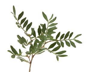 Pistachio branch with leaves isolated on white background. Green foliage of pistachio tree.