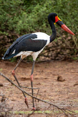 Saddle-billed stork in Kruger National Park