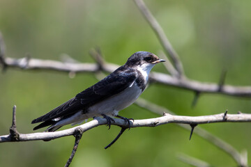 White-throated swallow in Rietvlei Nature reserve