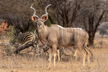 Kudu bull  in the bush