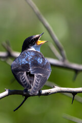 White-throated swallow in Rietvlei Nature reserve