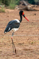 Obraz na płótnie Canvas Saddle-billed stork in Kruger National Park